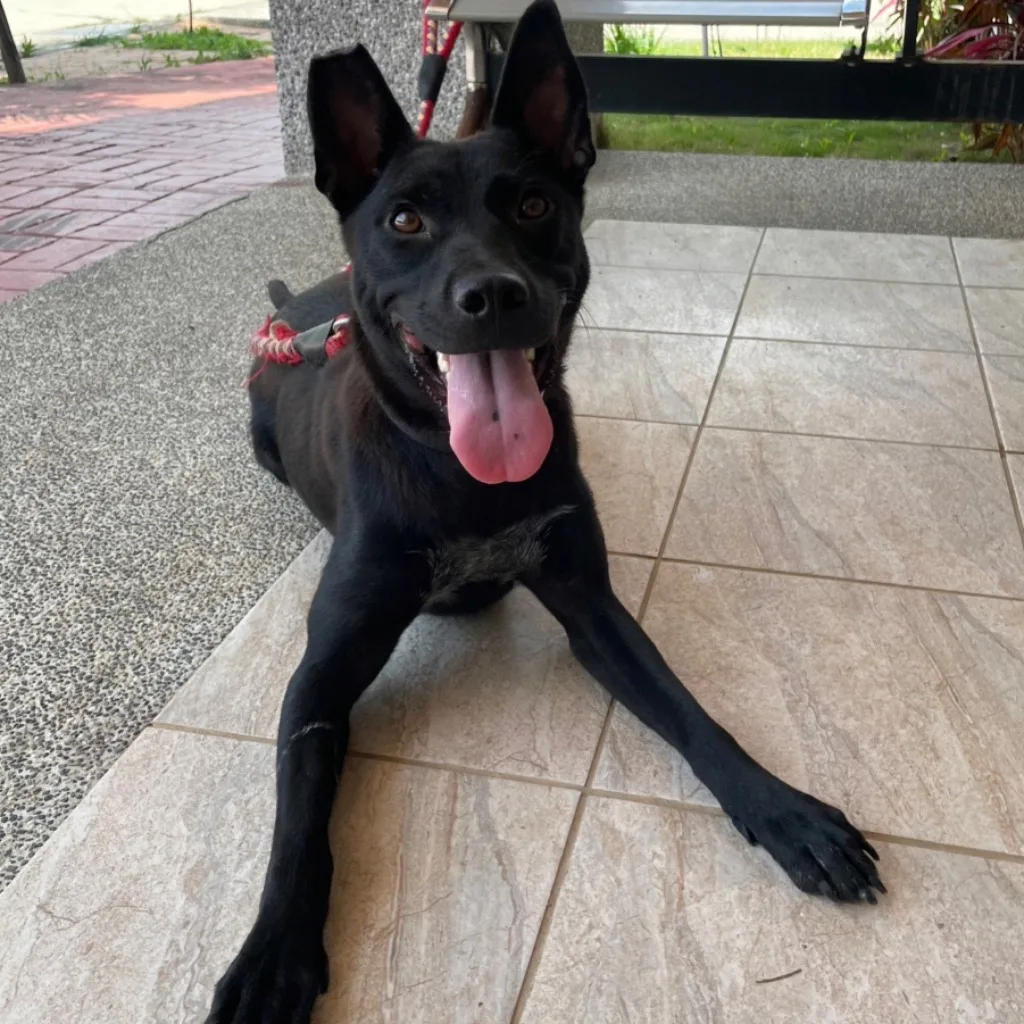 混種犬