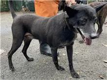 混種犬