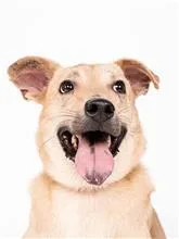 混種犬