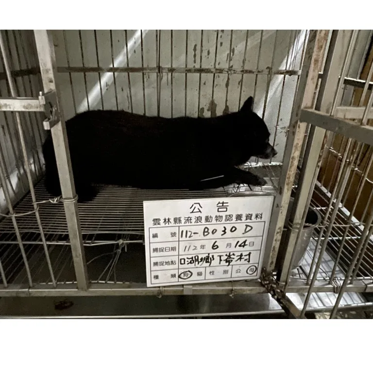 混種犬