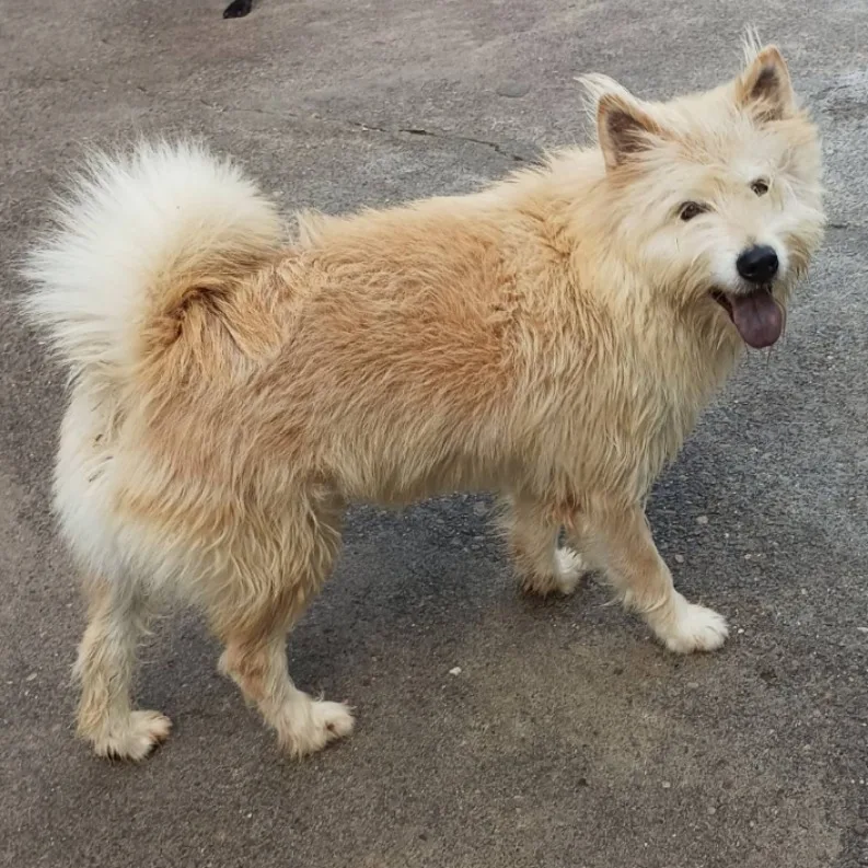 混種犬