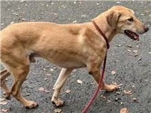 混種犬