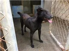 混種犬
