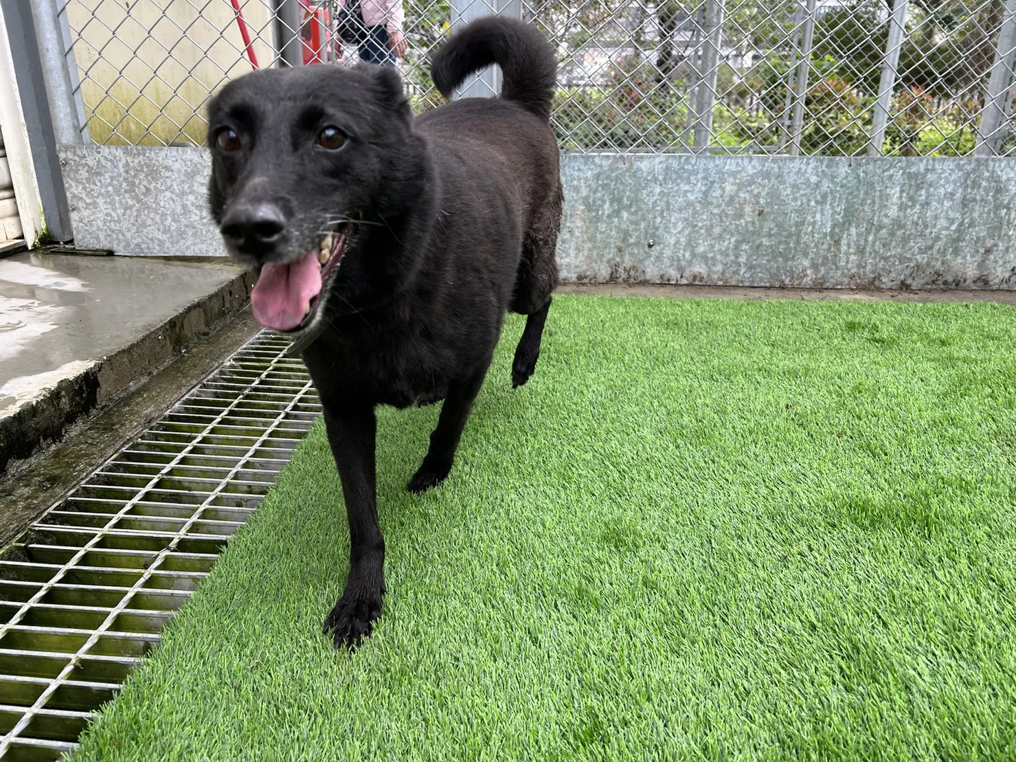 混種犬