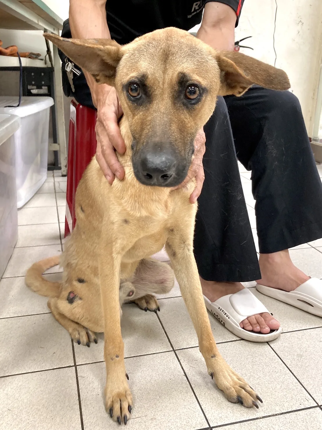 混種犬