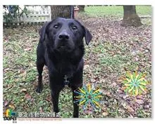 混種犬