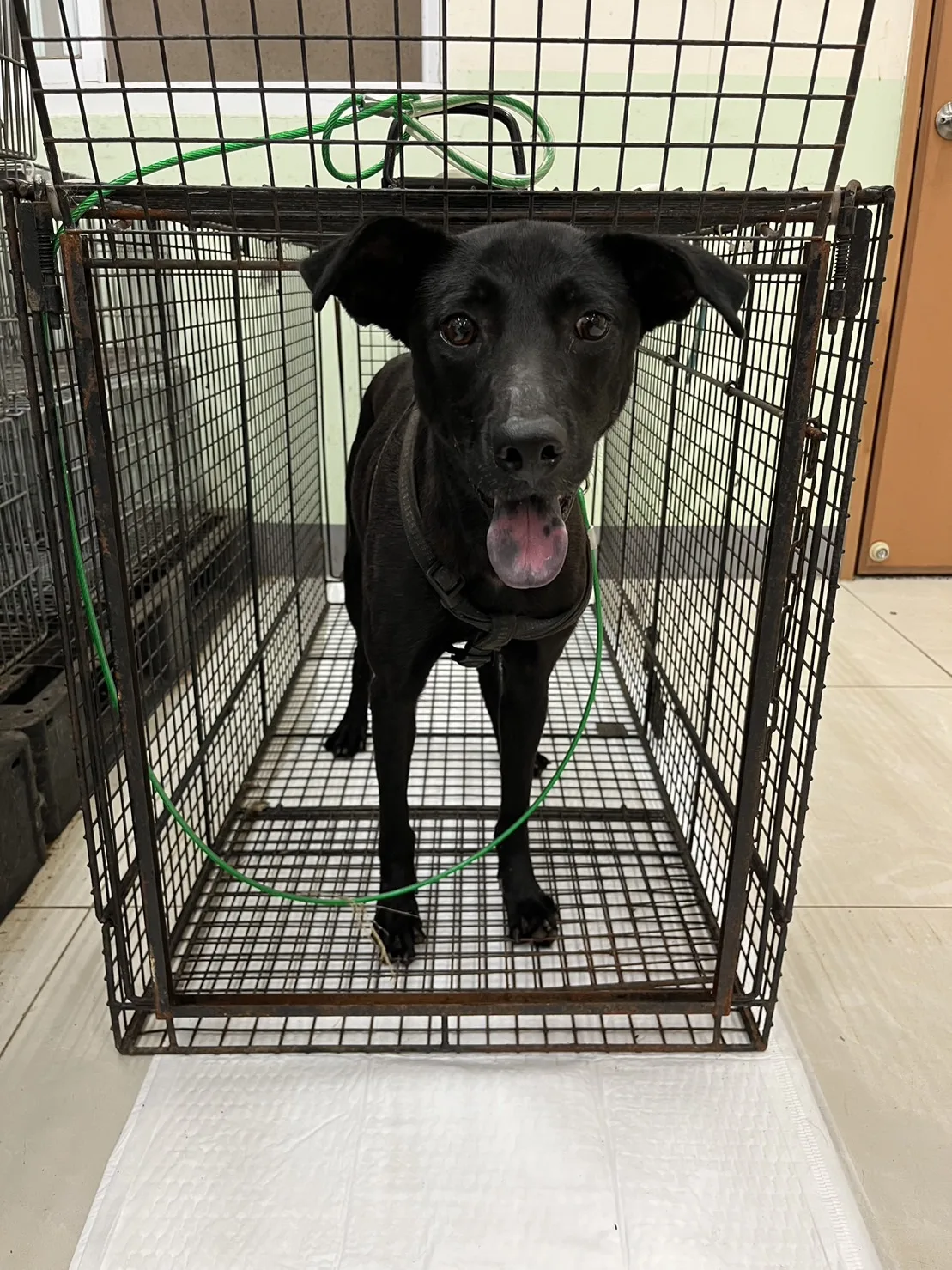 混種犬