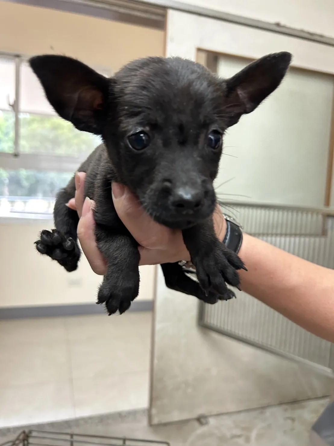 混種犬
