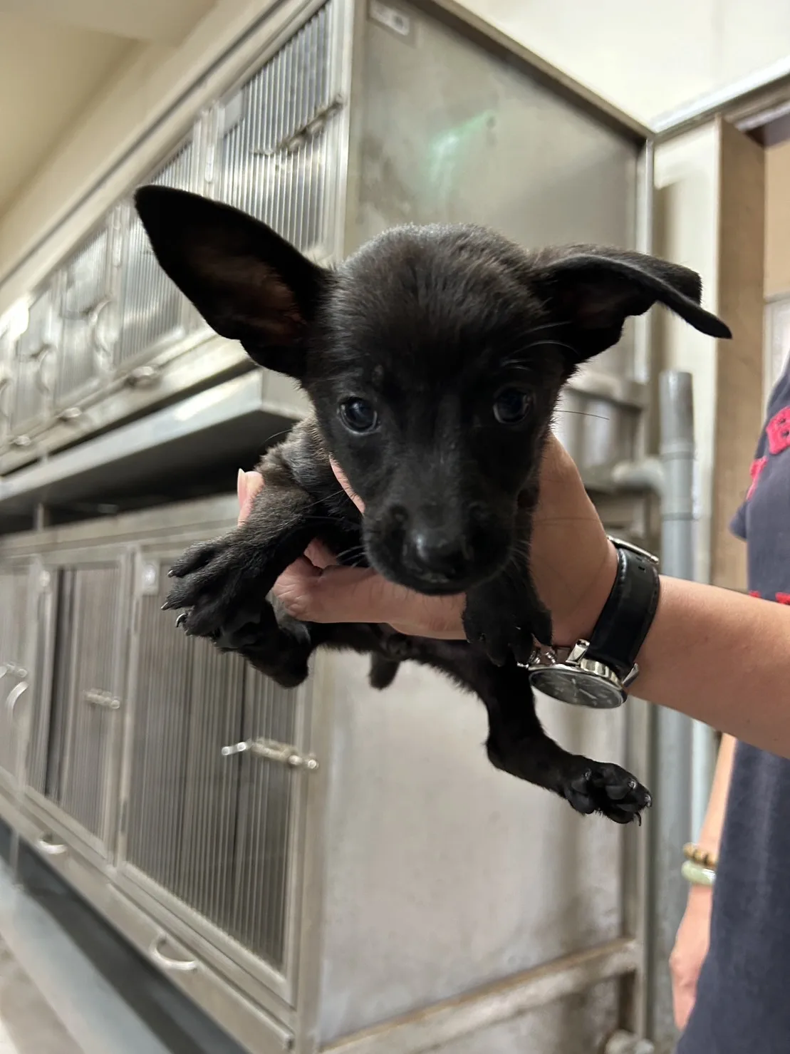 混種犬