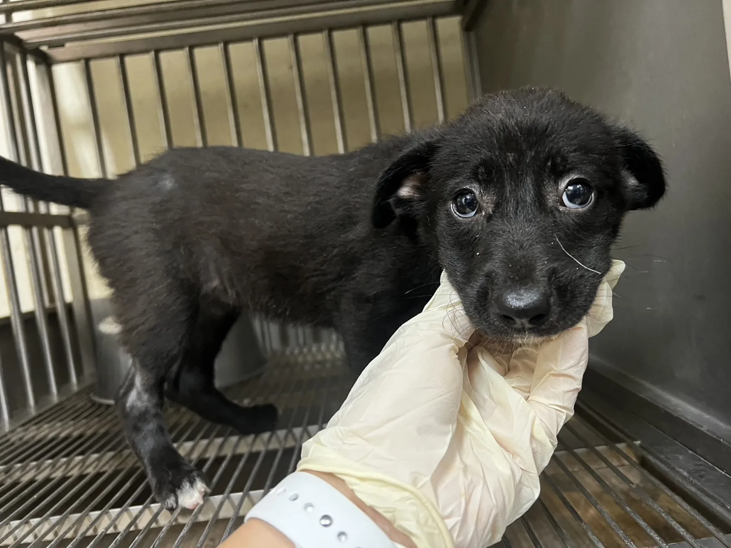 混種犬