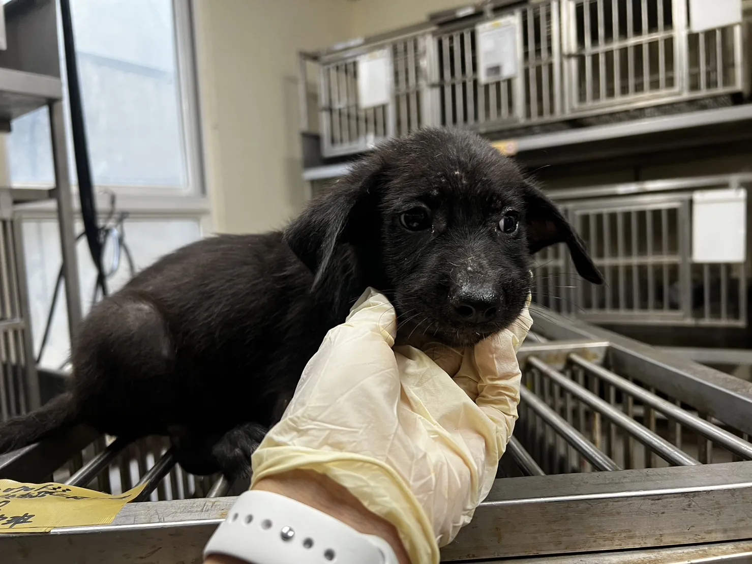 混種犬