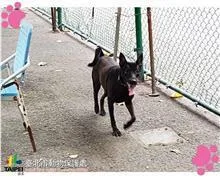 混種犬