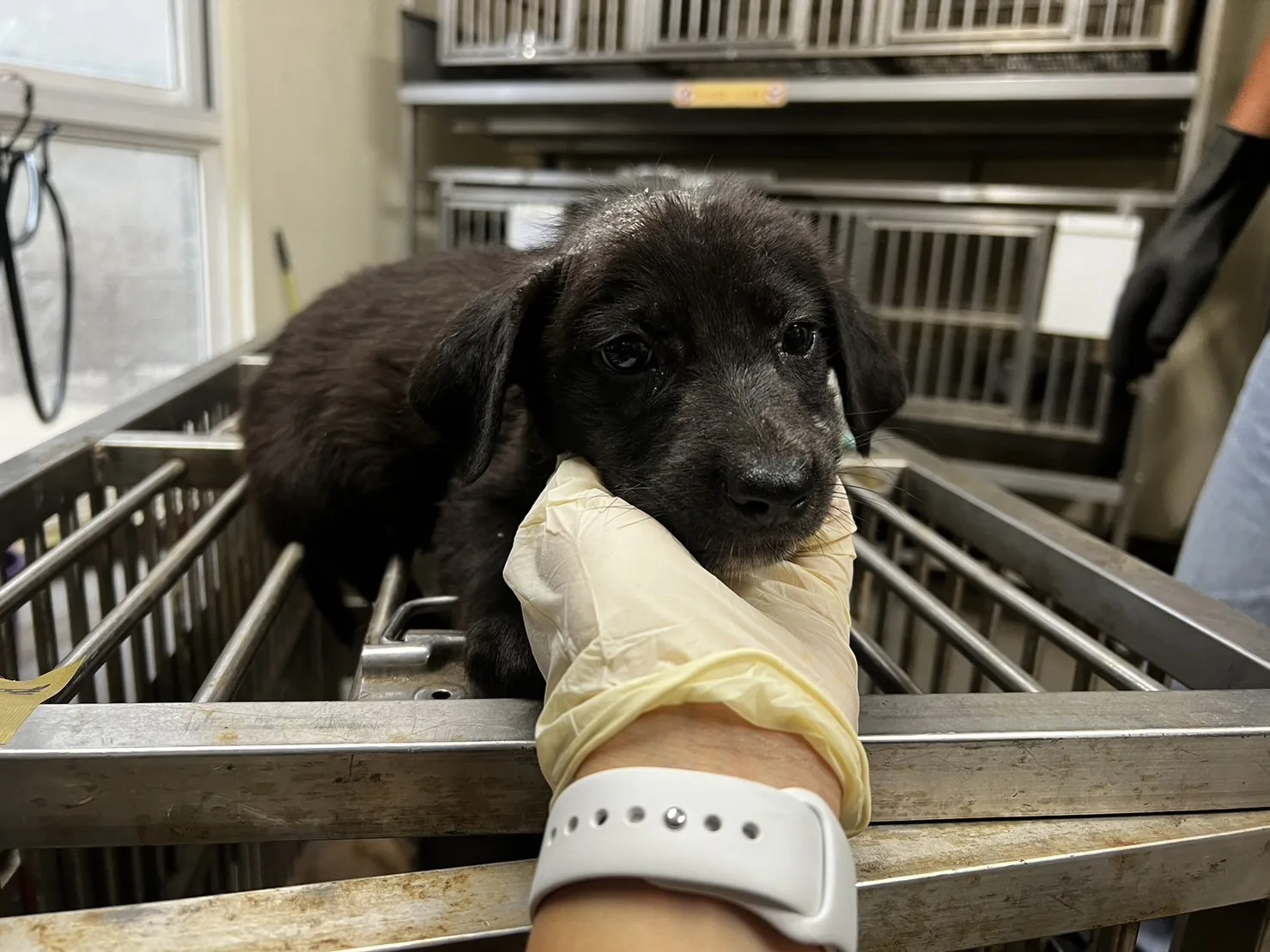 混種犬