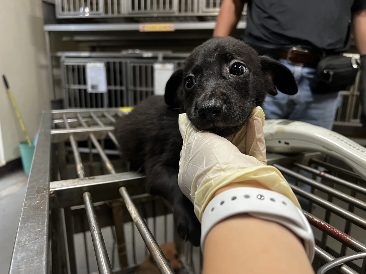 混種犬