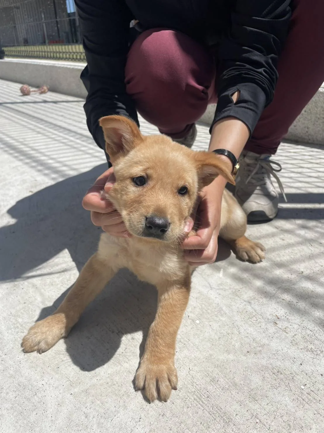 混種犬