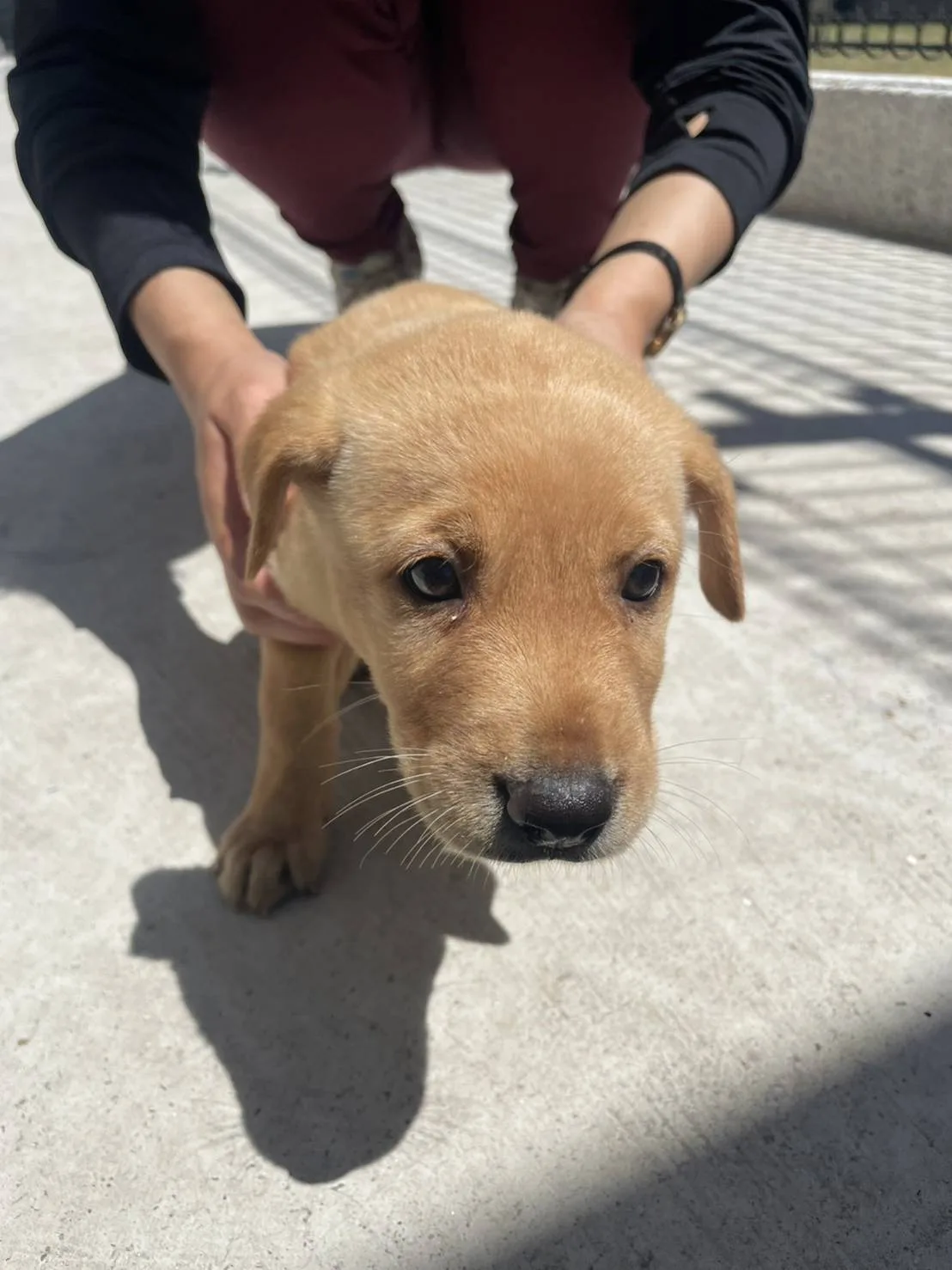 混種犬
