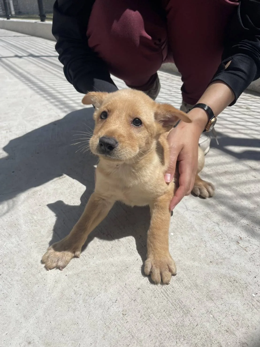 混種犬