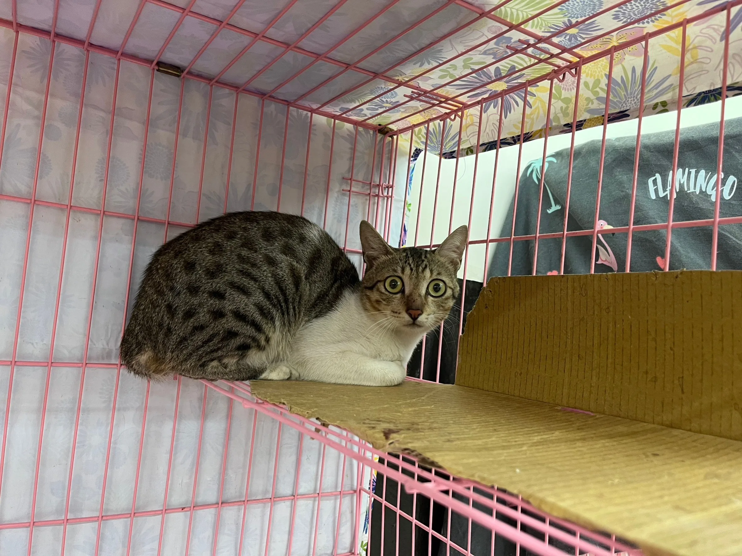 混種貓