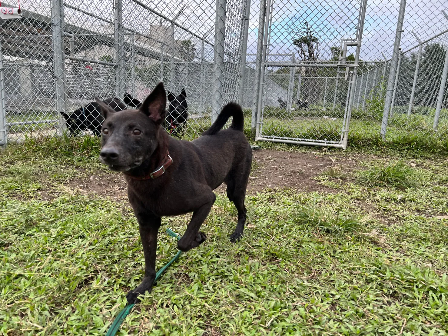 混種犬