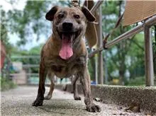 混種犬