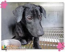 混種犬
