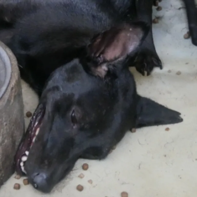 混種犬
