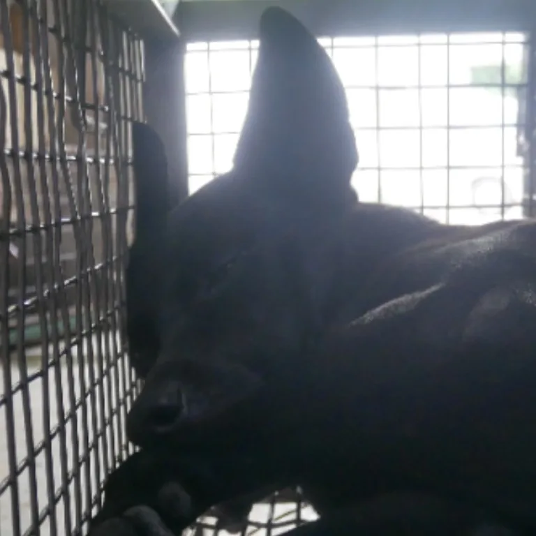 混種犬