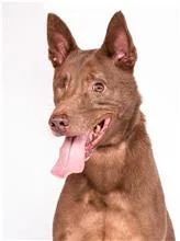 混種犬