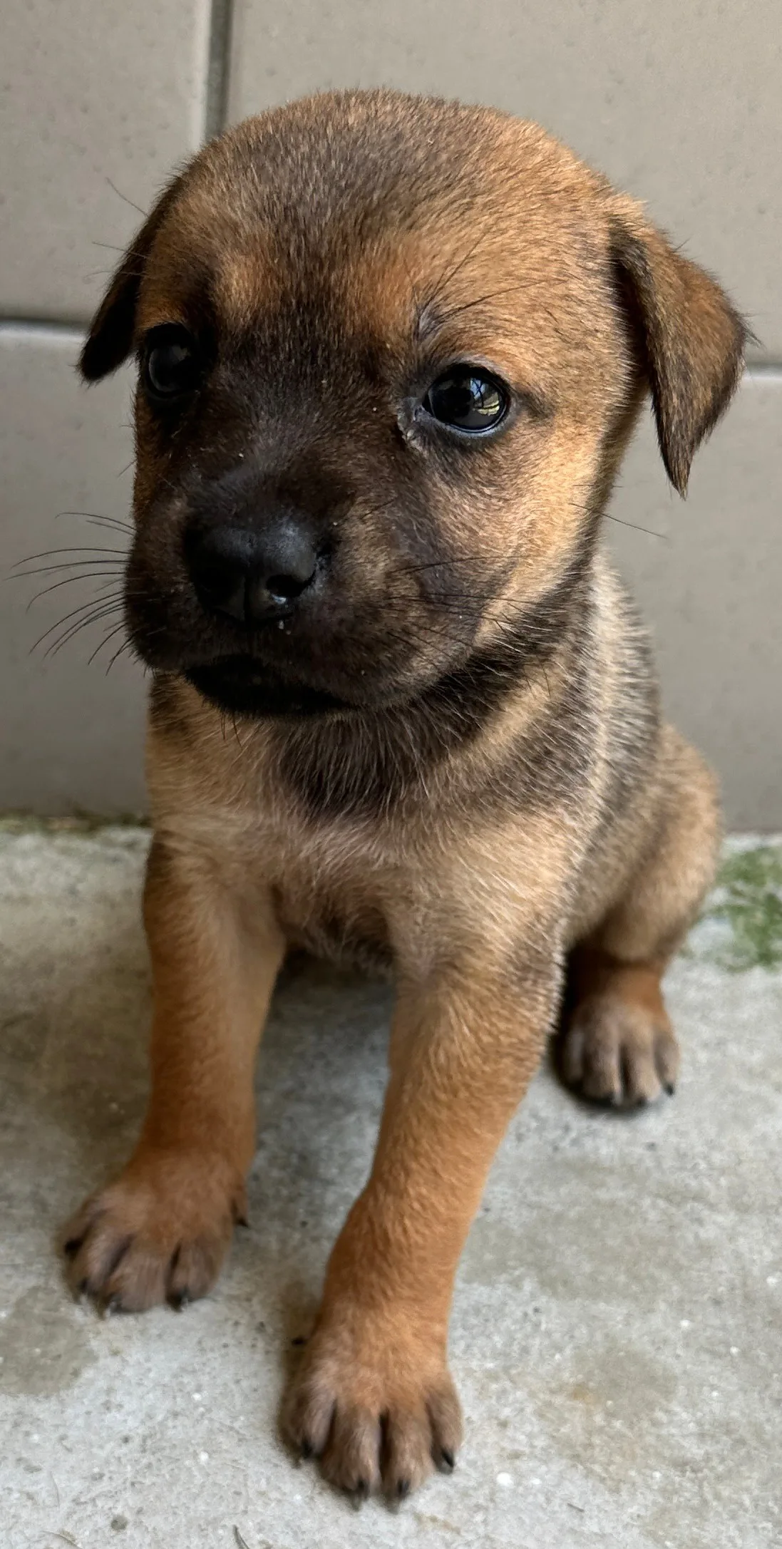 混種犬
