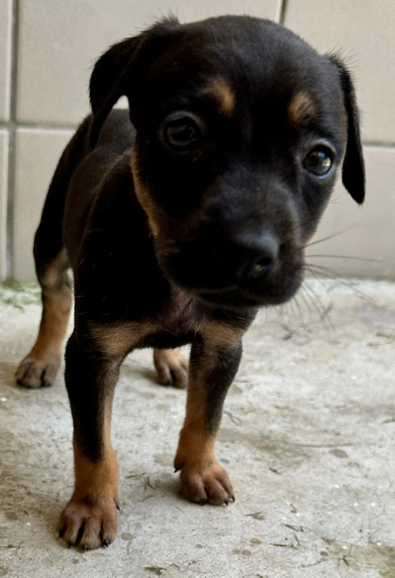 混種犬