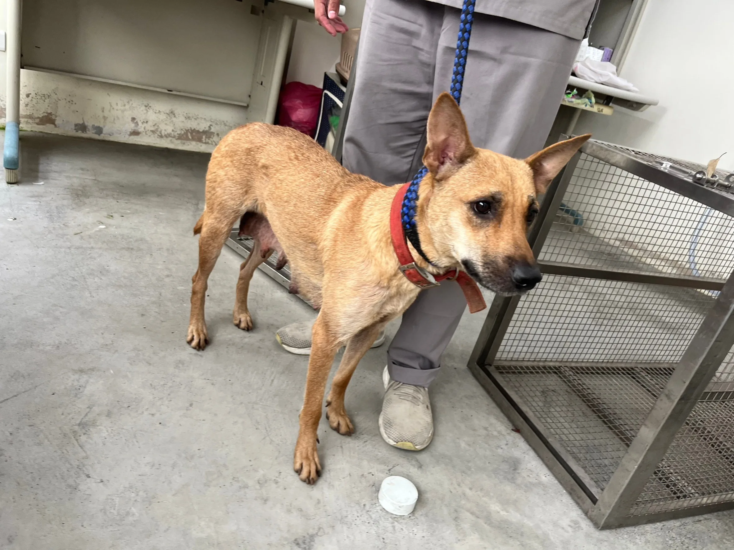 混種犬