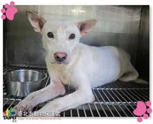 混種犬