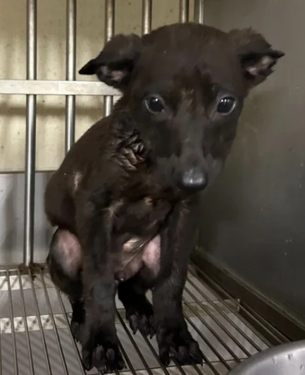混種犬