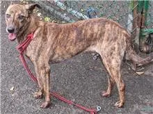 混種犬