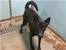混種犬