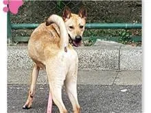 混種犬
