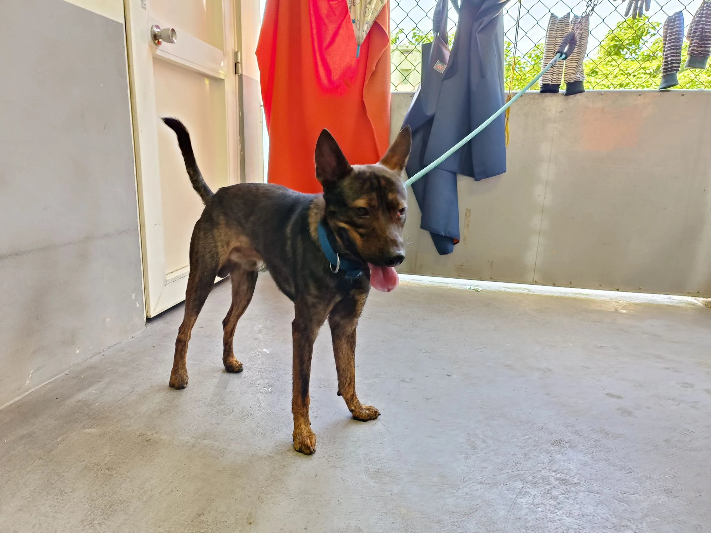 混種犬