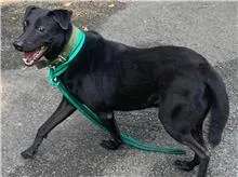 混種犬
