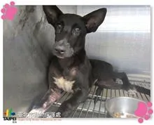 混種犬