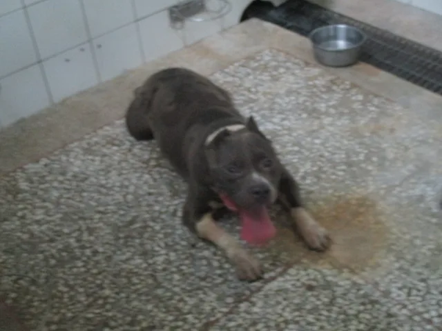 比特犬