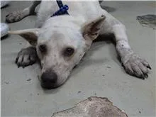 混種犬