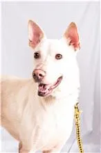 混種犬