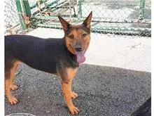 混種犬