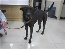 混種犬