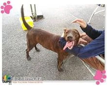 混種犬