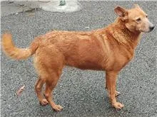混種犬