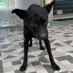 混種犬