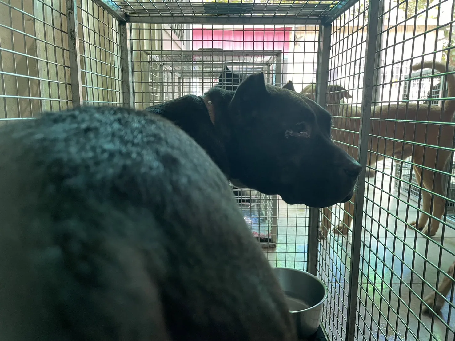 美國惡霸犬