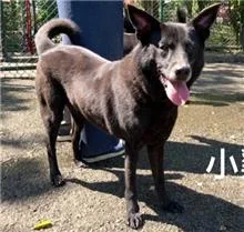 混種犬