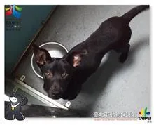 混種犬